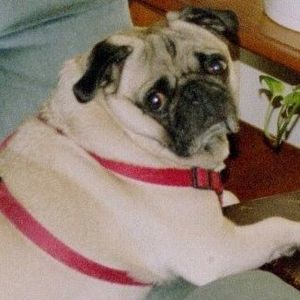 Meet your Posher, Ken